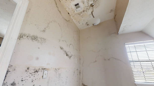 Best Asbestos and Lead Testing During Mold Inspection  in Kennesaw, GA