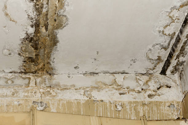 Best Environmental Consulting for Mold Prevention  in Kennesaw, GA