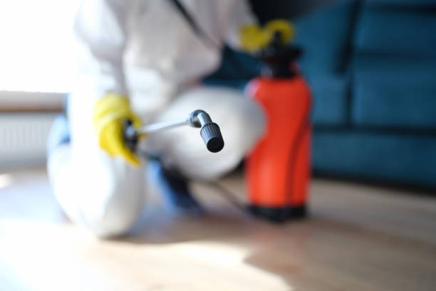 Best Mold Damage Restoration  in Kennesaw, GA