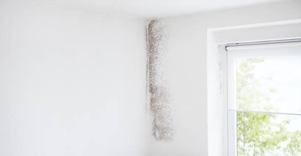 Best Air Quality Testing for Mold Spores  in Kennesaw, GA