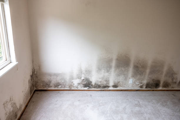 Best Mold Remediation for Healthcare Facilities  in Kennesaw, GA